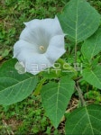 flower, 꽃, 천사의나팔, 나팔, 흰색나팔, 사진,이미지,일러스트,캘리그라피 - 일생에한번작가 크라우드픽 - 저작권 걱정 없는 상업용 이미지
