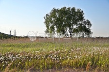 소래습지생태공원, 생태공원, 홀로나무, 자연, 갈대, 사진,이미지,일러스트,캘리그라피 - Deep bLUE작가 크라우드픽 - 저작권 걱정 없는 상업용... 