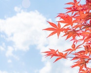 풍경사진, 풍경, 가을, 단풍, 하늘, 사진,이미지,일러스트,캘리그라피 - J Mas작가 크라우드픽 - 저작권 걱정 없는 상업용 이미지