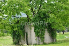 인천대공원, 나무, 자연, 조형물, 콘크리트, 사진,이미지,일러스트,캘리그라피 - Nzhfhdalsxm작가 크라우드픽 - 저작권 걱정 없는 상업용 이미지