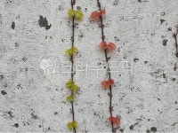 plant, 식물, leaf, 잎, 담쟁이, 사진,이미지,일러스트,캘리그라피 - 작은새작가 크라우드픽 - 저작권 걱정 없는 상업용 이미지