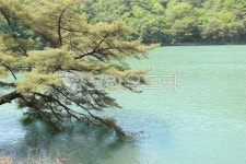 나무와호수, 소나무, 소나무호수, 호수, 산정호수, 사진,이미지,일러스트,캘리그라피 - hsy9584작가 크라우드픽 - 저작권 걱정 없는 상업용 이미지