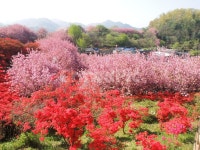 꽃동네, 꽃마을, 꽃무더기, 벚꽃, 꽃, 사진,이미지,일러스트,캘리그라피 - 안녕봄봄작가 크라우드픽 - 저작권 걱정 없는 상업용 이미지