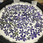 도라지꽃차, 도라지꽃, 꽃차만들기, 꽃덖음, 꽃차, 사진,이미지,일러스트,캘리그라피 - 철랑작가 크라우드픽 - 저작권 걱정 없는 상업용 이미지