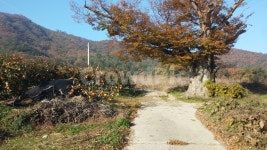 가을, 시골, 느티나무, 시골길, 감나무, 사진,이미지,일러스트,캘리그라피 - 다작소작가 크라우드픽 - 저작권 걱정 없는 상업용 이미지