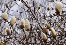 꽃, 목련화, 식물, 나무, 흰색, 사진,이미지,일러스트,캘리그라피 - hong0319작가 크라우드픽 - 저작권 걱정 없는 상업용 이미지