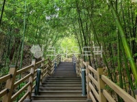 대나무, 대나무계단, 대다무길, 초록, 나무계단, 사진,이미지,일러스트,캘리그라피 - 해피데이작가 크라우드픽 - 저작권 걱정 없는 상업용 이미지