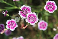 패랭이꽃, 꽃, 여름꽃, 꽃잎, 공원, 사진,이미지,일러스트,캘리그라피 - 함께사는세상작가 크라우드픽 - 저작권 걱정 없는 상업용 이미지