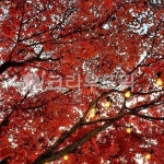 leaf, 잎, 단풍, tree, 나무, 사진,이미지,일러스트,캘리그라피 - nzking91작가 크라우드픽 - 저작권 걱정 없는 상업용 이미지