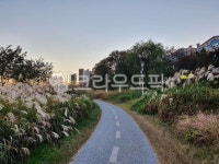 산책로, 갈대숲, 가을, 천변로, 산책, 사진,이미지,일러스트,캘리그라피 - 어떤기다림작가 크라우드픽 - 저작권 걱정 없는 상업용 이미지