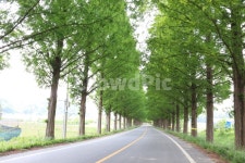 도로, 메타쉐콰이어길, 메타쉐콰이어, 담양, 나무, 사진,이미지,일러스트,캘리그라피 - 성핌작가 크라우드픽 - 저작권 걱정 없는 상업용 이미지