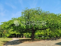 공원, park, 옥외, outdoors, 자연, 사진,이미지,일러스트,캘리그라피 - 운사작가 크라우드픽 - 저작권 걱정 없는 상업용 이미지