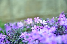 blossom, geranium, 제라늄, flower, 꽃, 사진,이미지,일러스트,캘리그라피 - pol 작가작가 크라우드픽 - 저작권 걱정 없는 상업용 이미지
