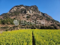 유채꽃, 유채, 봄, 제주도, 산방산, 사진,이미지,일러스트,캘리그라피 - 정다정다정작가 크라우드픽 - 저작권 걱정 없는 상업용 이미지