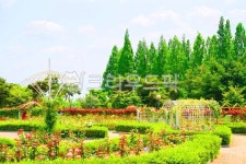 garden, 자연, nature, 옥외, outdoors, 사진,이미지,일러스트,캘리그라피 - 운사작가 크라우드픽 - 저작권 걱정 없는 상업용 이미지