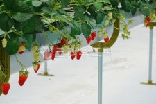 딸기, 딸기농장, 딸기수확, 딸기농장체험, 농장체험, 사진,이미지,일러스트,캘리그라피 - MOTT작가 크라우드픽 - 저작권 걱정 없는 상업용 이미지