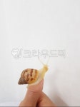 달팽이, 왕달팽이, 아프리카왕달팽이, 달팽이새끼, snail, 사진,이미지,일러스트,캘리그라피 - weepyhappy작가 크라우드픽 - 저작권 걱정... 