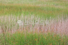 plant, grass, nature, agropyron, weed, 사진,이미지,일러스트,캘리그라피 - B cosmos작가 크라우드픽 - 저작권 걱정 없는 상업용 이미지