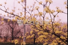 산수유, 꽃, 봄, plant, 식물, 사진,이미지,일러스트,캘리그라피 - the fool작가 크라우드픽 - 저작권 걱정 없는 상업용 이미지