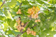 초가을, 은행나무, 주황색, 은행, 열매, 사진,이미지,일러스트,캘리그라피 - two K작가 크라우드픽 - 저작권 걱정 없는 상업용 이미지