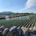 농촌, 산, 배추밭, 밭, 시골, 사진,이미지,일러스트,캘리그라피 - 하토그래퍼작가 크라우드픽 - 저작권 걱정 없는 상업용 이미지