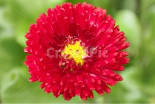 들꽃, 빨강꽃, 봄꽃, 국화, 봄바탕, 사진,이미지,일러스트,캘리그라피 - 조앤작가 크라우드픽 - 저작권 걱정 없는 상업용 이미지