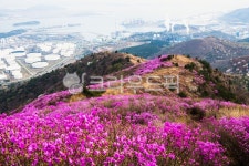 자연, 봄, 철쭉, 봉우리, 산, 사진,이미지,일러스트,캘리그라피 - 서은작가 크라우드픽 - 저작권 걱정 없는 상업용 이미지