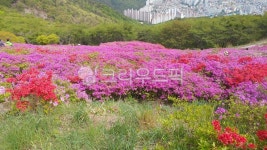 백양산, 애진봉, 철쭉, 등산, 파란하늘, 사진,이미지,일러스트,캘리그라피 - Nhopetimes작가 크라우드픽 - 저작권 걱정 없는 상업용 이미지