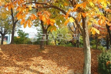 공원, 화랑공원, 휴식, 휴양지, 도시공원, 사진,이미지,일러스트,캘리그라피 - 청랑작가 크라우드픽 - 저작권 걱정 없는 상업용 이미지