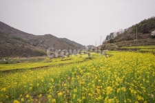 유채꽃, 봄, 유채밭, 꽃, spring, 사진,이미지,일러스트,캘리그라피 - RAN2작가 크라우드픽 - 저작권 걱정 없는 상업용 이미지