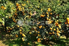 제주풍경, 밀감나무, 밀감밭, 밀감, 과일, 사진,이미지,일러스트,캘리그라피 - 깨비선생작가 크라우드픽 - 저작권 걱정 없는 상업용 이미지