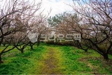 식물, 봄, 제주매화, 매화, 봄꽃, 사진,이미지,일러스트,캘리그라피 - 류영서작가 크라우드픽 - 저작권 걱정 없는 상업용 이미지