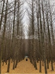 은행나무, 나무, 숲, 가을, 가을나무, 사진,이미지,일러스트,캘리그라피 - 경로당교복파티작가 크라우드픽 - 저작권 걱정 없는 상업용 이미지