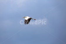 새, 주류, 동물, 하늘, 풍경, 사진,이미지,일러스트,캘리그라피 - 신도봉산작가 크라우드픽 - 저작권 걱정 없는 상업용 이미지