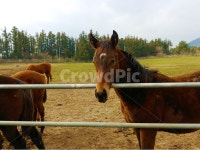 말, 목장, 풀, horse, 자연, 사진,이미지,일러스트,캘리그라피 - 삥삥작가 크라우드픽 - 저작권 걱정 없는 상업용 이미지
