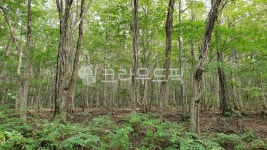 설악산, 숲, 자연, 산, 나무, 사진,이미지,일러스트,캘리그라피 - k9작가 크라우드픽 - 저작권 걱정 없는 상업용 이미지