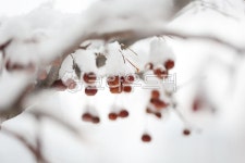 겨울, 날씨, 눈, 열매, winter, 사진,이미지,일러스트,캘리그라피 - 감성담다작가 크라우드픽 - 저작권 걱정 없는 상업용 이미지