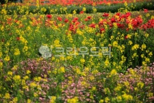 녹지, 광장, 옥외, 자연, 꽃밭, 사진,이미지,일러스트,캘리그라피 - imlover작가 크라우드픽 - 저작권 걱정 없는 상업용 이미지