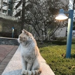 고양이, 고독, 옆모습, 길냥이, 냐옹이, 사진,이미지,일러스트,캘리그라피 - 멍때리는작가작가 크라우드픽 - 저작권 걱정 없는 상업용 이미지