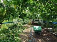 농장, 오디, 비닐하우스, 시골, 농사, 사진,이미지,일러스트,캘리그라피 - 라이트윈작가 크라우드픽 - 저작권 걱정 없는 상업용 이미지