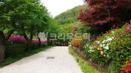 철쭉, 나무, 보도, walkway, tree, 사진,이미지,일러스트,캘리그라피 - 쓰리에스작가 크라우드픽 - 저작권 걱정 없는 상업용 이미지