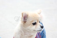 개, 강아지, 애완동물, 소형견, 멍멍이, 사진,이미지,일러스트,캘리그라피 - vvind작가 크라우드픽 - 저작권 걱정 없는 상업용 이미지