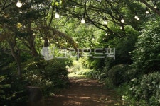 숲, 등산로, 산책로, 해질녘, 식물, 사진,이미지,일러스트,캘리그라피 - horse97108작가 크라우드픽 - 저작권 걱정 없는 상업용 이미지
