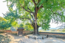 금시당, 백곡재, 유적, 나무, 여름, 사진,이미지,일러스트,캘리그라피 - cstrike작가 크라우드픽 - 저작권 걱정 없는 상업용 이미지