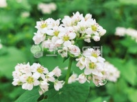 메밀꽃, 메밀밭, 하얀꽃, 메밀, 자연, 사진,이미지,일러스트,캘리그라피 - LIFE ZZAM작가 크라우드픽 - 저작권 걱정 없는 상업용 이미지