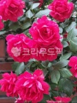 flower, 꽃, rose, 장미, 꽃잎, 사진,이미지,일러스트,캘리그라피 - hyh82작가 크라우드픽 - 저작권 걱정 없는 상업용 이미지