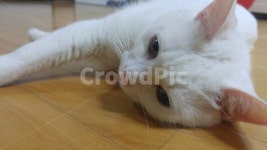 고양이, 터키앙고라, 반려묘, 반려동물, 귀여운, 사진,이미지,일러스트,캘리그라피 - 조피디작가 크라우드픽 - 저작권 걱정 없는 상업용 이미지