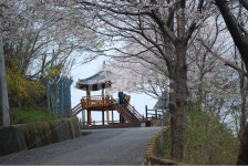 벚꽃, 청량산, 정자, 봄, 마산, 사진,이미지,일러스트,캘리그라피 - 똥쟁이작가 크라우드픽 - 저작권 걱정 없는 상업용 이미지