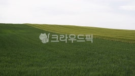 plant, 식물, field, 들, 목초지, 사진,이미지,일러스트,캘리그라피 - Woontimeline작가 크라우드픽 - 저작권 걱정 없는 상업용 이미지