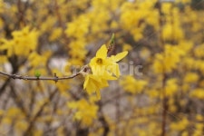 개나리, 꽃, 봄, 공원, 개나리꽃, 사진,이미지,일러스트,캘리그라피 - 현아이작가 크라우드픽 - 저작권 걱정 없는 상업용 이미지